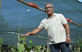 Emekli okul müdüründen tropikal meyve bahçesi