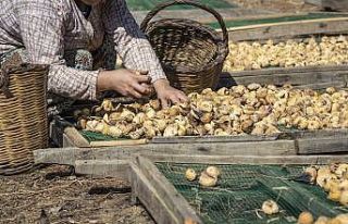 En fazla inciri Almanlar tüketti