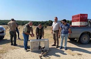 Enez’de 200 keklik doğaya bırakıldı