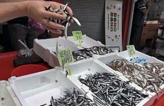 Erken başlayan hamsi sezonu, erken bitecek endişesi