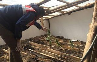 Erzincan’da evinin çatısında esrar yetiştiren...