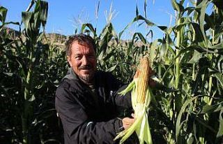 Erzurum’da mısır hasadı