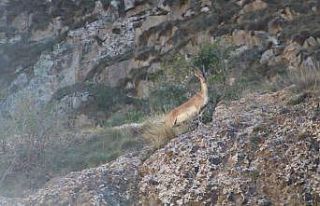 Erzurum’da yaban keçisi sürüsü görüntülendi