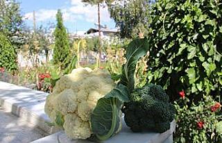 Erzurum’da yetişmez denilen sebzeyi 2 bin rakımda...