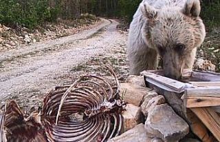 Erzurum’un yaban hayatını ormana kurduğu fotokapanla...