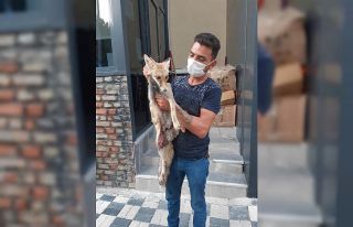 Eskişehir’de yaralı halde bulunan tilki kurtarılamadı