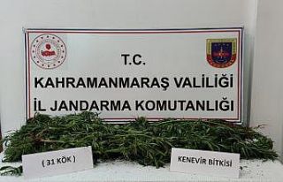 Evin bahçesinde 31 kök kenevir bitkisi ele geçirildi