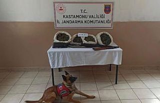 Evinde esrar yetiştiren zehir taciri tutuklandı