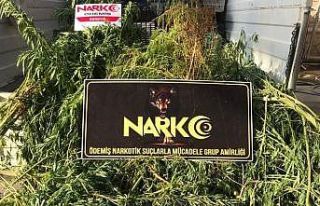 Evinin bahçesinde kenevir yetiştiren şüpheli gözaltında