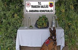 Evinin balkonunda esrar yetiştirince yakalandı