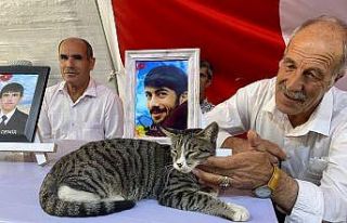 Evlat nöbetinin devam ettiği çadırın kedisi aileleri...