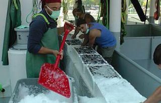 Fabrika gibi çalışan ilçeden günde 100 ton hamsi...