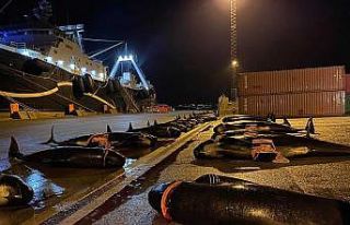 Faroe Adaları’nda 53 yunus daha katledildi