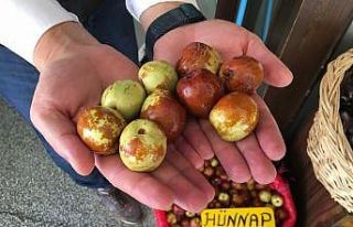 Faydaları saymakla bitmeyen hünnaba ilgi büyük