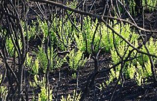 Felaketin rengi siyah, yağışlarının ardından...