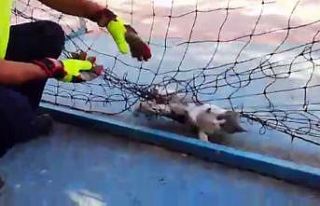 Fileye dolanıp mahsur kalan kediyi itfaiye kurtarıldı