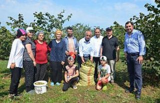 Fındık bahçelerinde ’orman arazisi’ sorunu