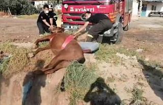 Fosseptik çukuruna düşen at itfaiye ekiplerince...