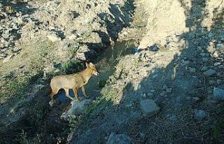 Fotokapan kameralarına birbirinden ilginç görüntüler...