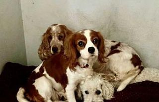 Galler’de yaklaşık 200 köpek yasa dışı olduğu...