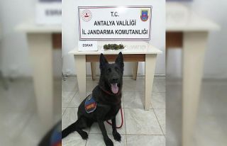 Gazipaşa’da durdurulan yolcu otobüsünde esrar...