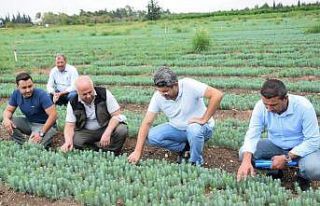 Geleceğin ağaçları yetiştiriliyor