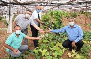 Geleneksel ürünlerde maliyet artınca çiftçiler...