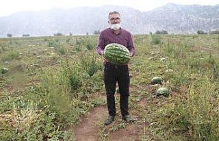Gembos Ovası’nda karpuz hasadı başladı
