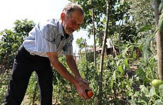 Gemlik’te organik tarım meyvelerini verdi