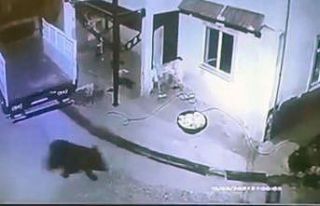 Giresun’da aç kalıp mahalleye inen ayı güvenlik...