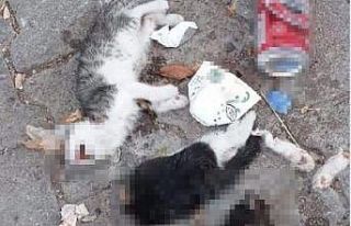 Giresun’da iki kedi yavrusu canice öldürüldü