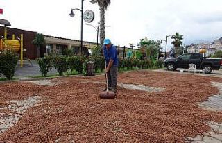 Giresun’da kabuklu tombul fındığın fiyatı düşmeye...