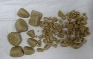 Golden cinsi köpeğin idrar kesesinden çıkanlar...