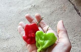 Gül şeklindeki biberler görenleri şaşırtıyor