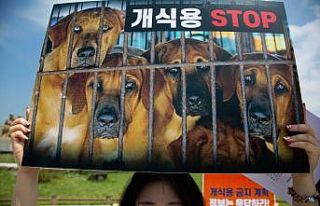 Güney Kore’de köpek eti tüketimi yasaklanabilir