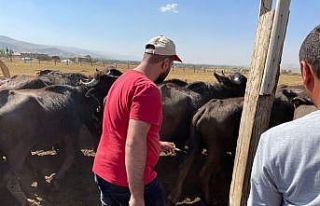 Güroymak’ta şarbon hastalığı tespit edildi