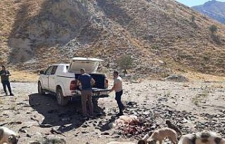 Hakkari’de sokak hayvanlarına sakatat bırakıldı