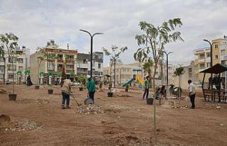 Haliliye’de ağaçlar toprakla buluşuyor