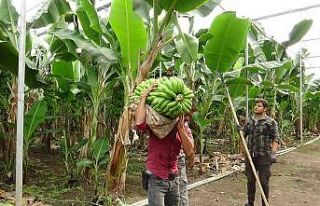 Hatay’da muz yetiştiriciliği yaygınlaşıyor