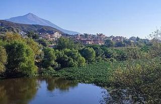 Hatay’da su sümbülleri Asi nehrinde ilginç görüntüler...