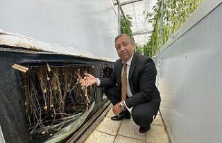 Havada, suda ve karada patates yetişiyor