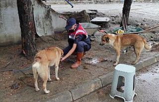HAYDİ ekipleri, afet bölgesinde sokak hayvanlarını...