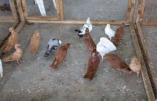 Hayrabolu’da "Kümes Hayvanları" festivali