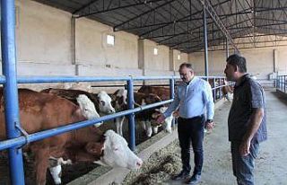 Hayvancılık işletmesi ziyaret edilerek incelendi