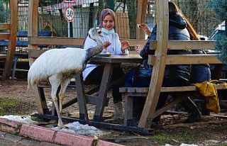 Hırsızlığı sonu oldu