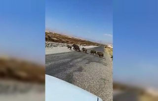 Hızla gelen yaban domuzu sürüsünün geçişini...