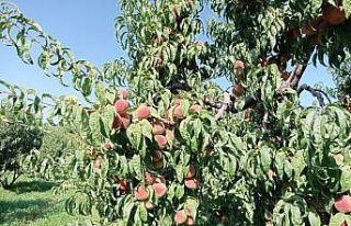 Iğdır şeftalisi sofralar için hasat edilmeye başlandı