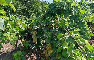 Iğdır’da üzüm hasadına sayılı günler kaldı