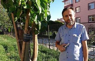 İmam 20 yıldır doğada gördüğü meyve ağaçlarını...
