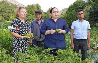 İnce kabuklu, üç damarlı Oyratlı biberi tescilleniyor